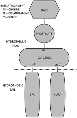 Glycerophospholipid Supplementation as a Potential Intervention for Supporting Cerebral Structure in Older Adults